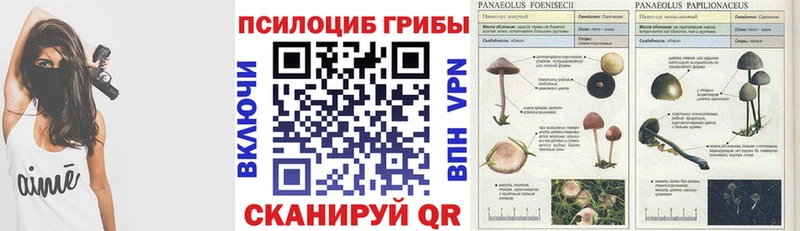 гидра ссылка Пласт Псилоцибиновые грибы прущие грибы